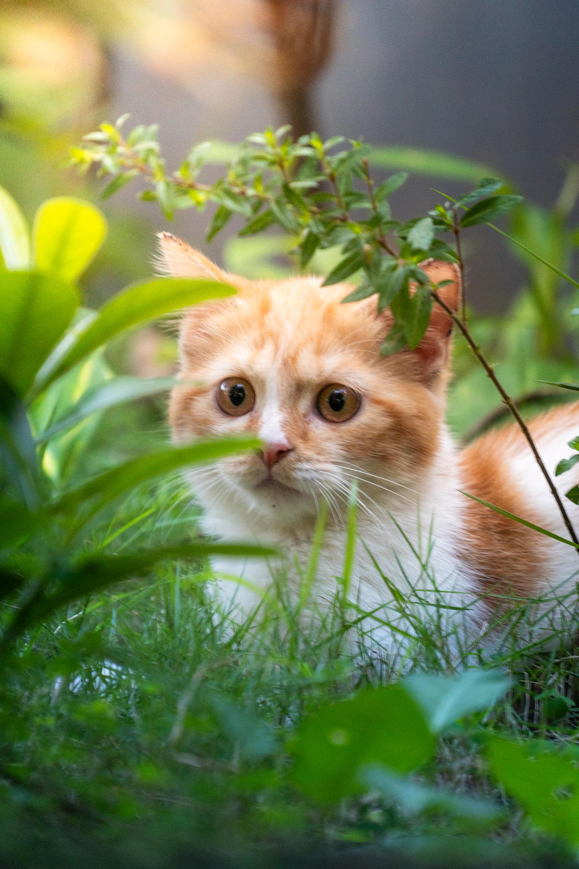 meow, at home